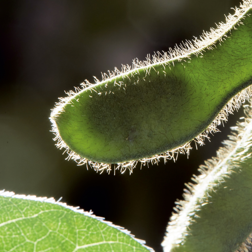 protealis_teaser_2